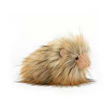 Gordon Guinea Pig
