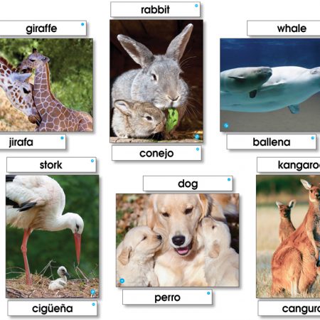 Lang Cards, Animal Families